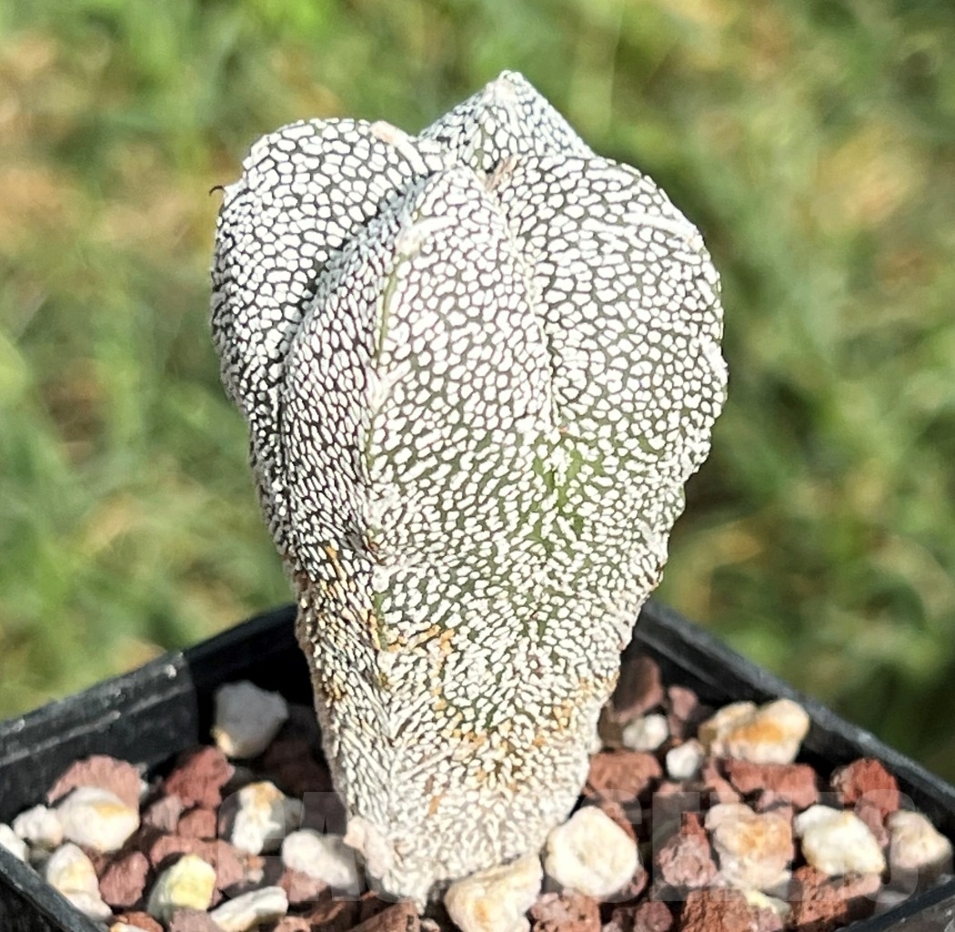 SHPR11636 Astrophytum myriostigma 'Onzuka' v. quadricostatum – Bild 3