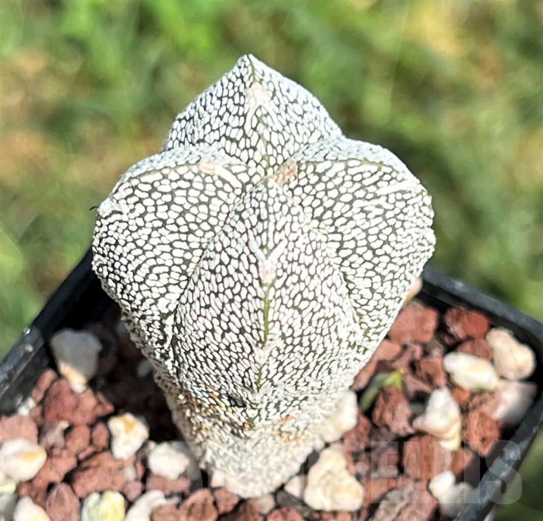 SHPR11636 Astrophytum myriostigma 'Onzuka' v. quadricostatum – Bild 2