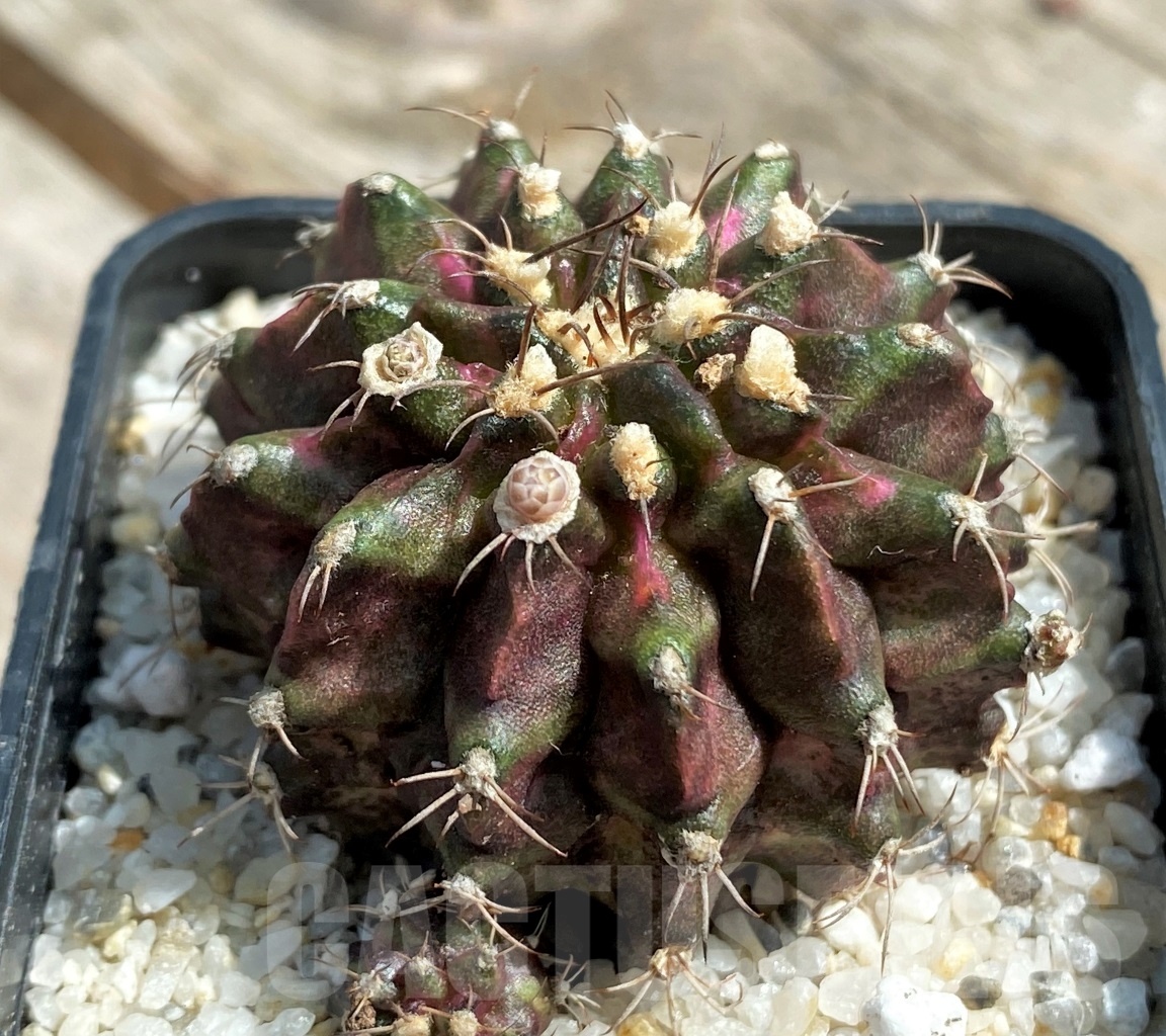 SHPR11246 Gymnocalycium mihanovichii 'T-Rex'