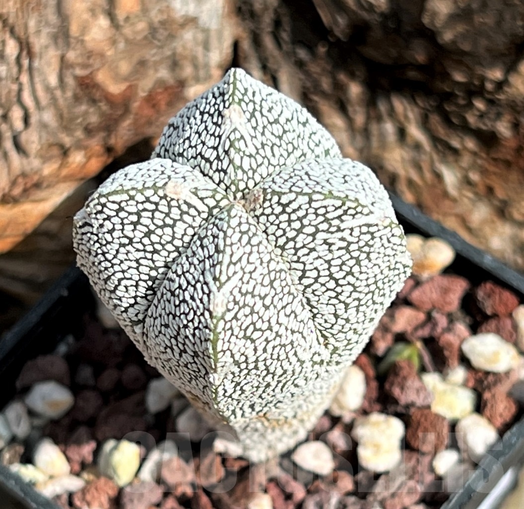 SHPR11636 Astrophytum myriostigma 'Onzuka' v. quadricostatum