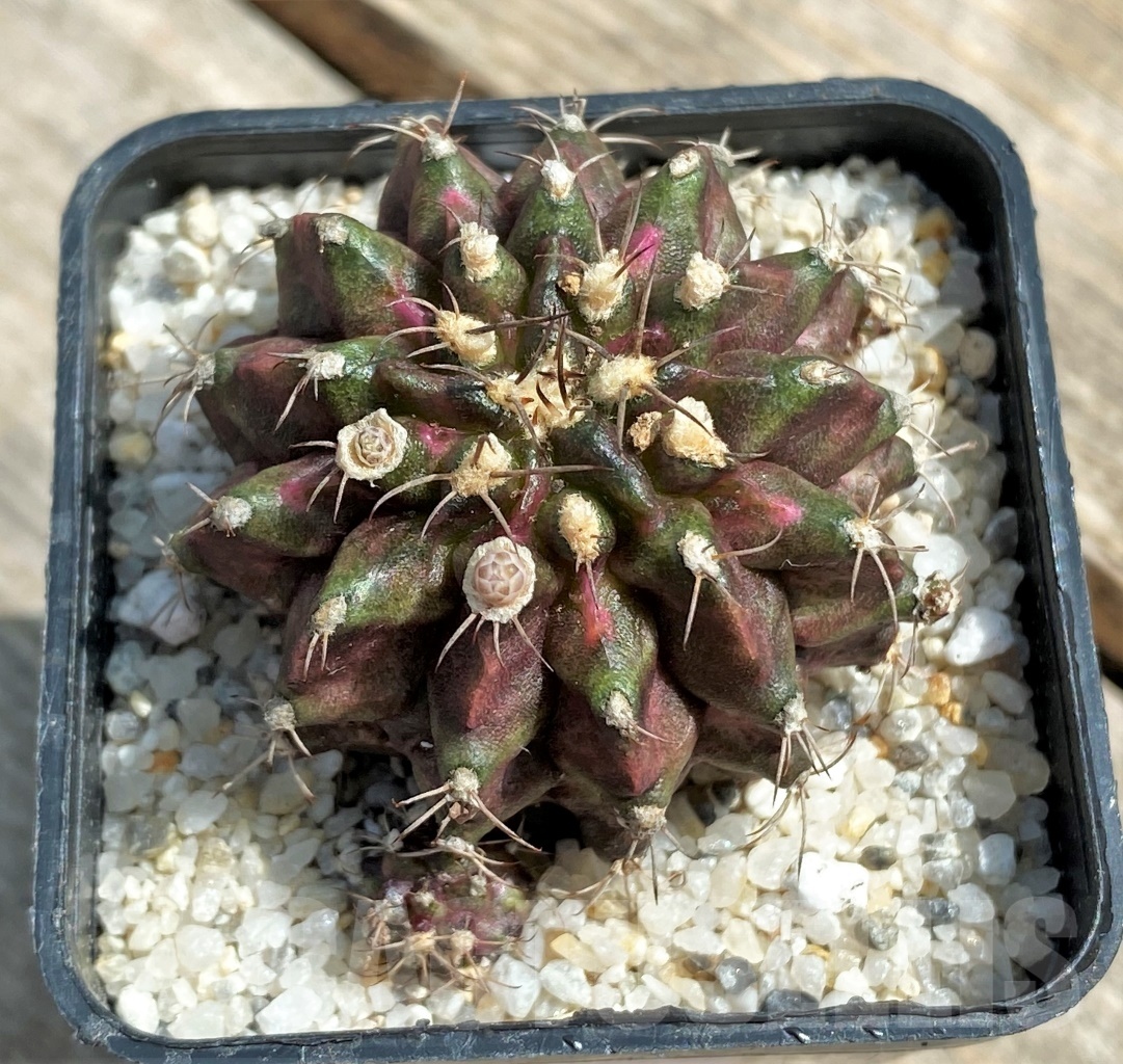 SHPR11246 Gymnocalycium mihanovichii 'T-Rex' - Image 2