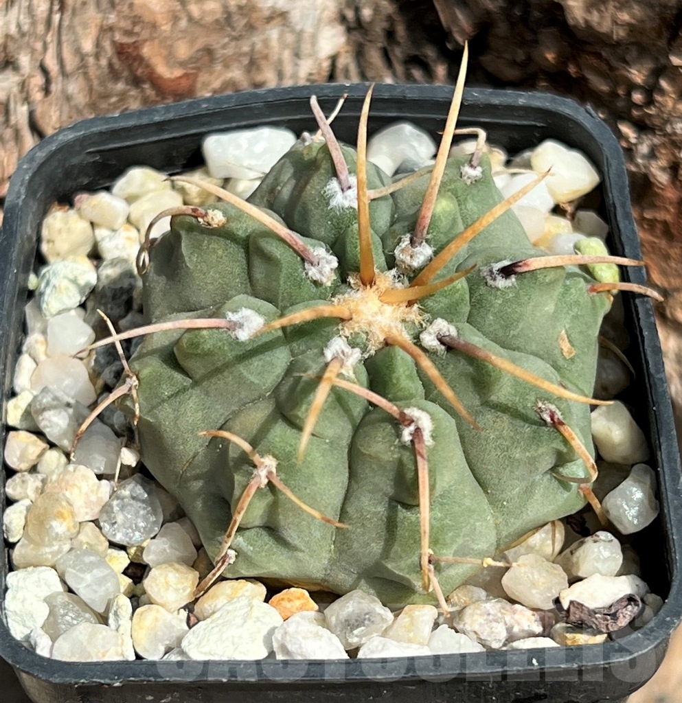 SHPR11639 Gymnocalycium vatteri - Image 2