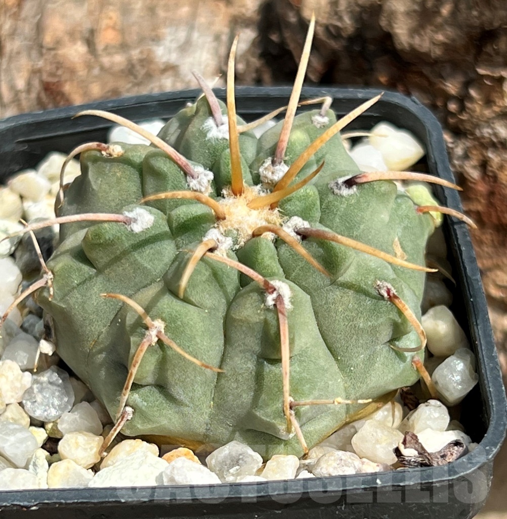 SHPR11639 Gymnocalycium vatteri