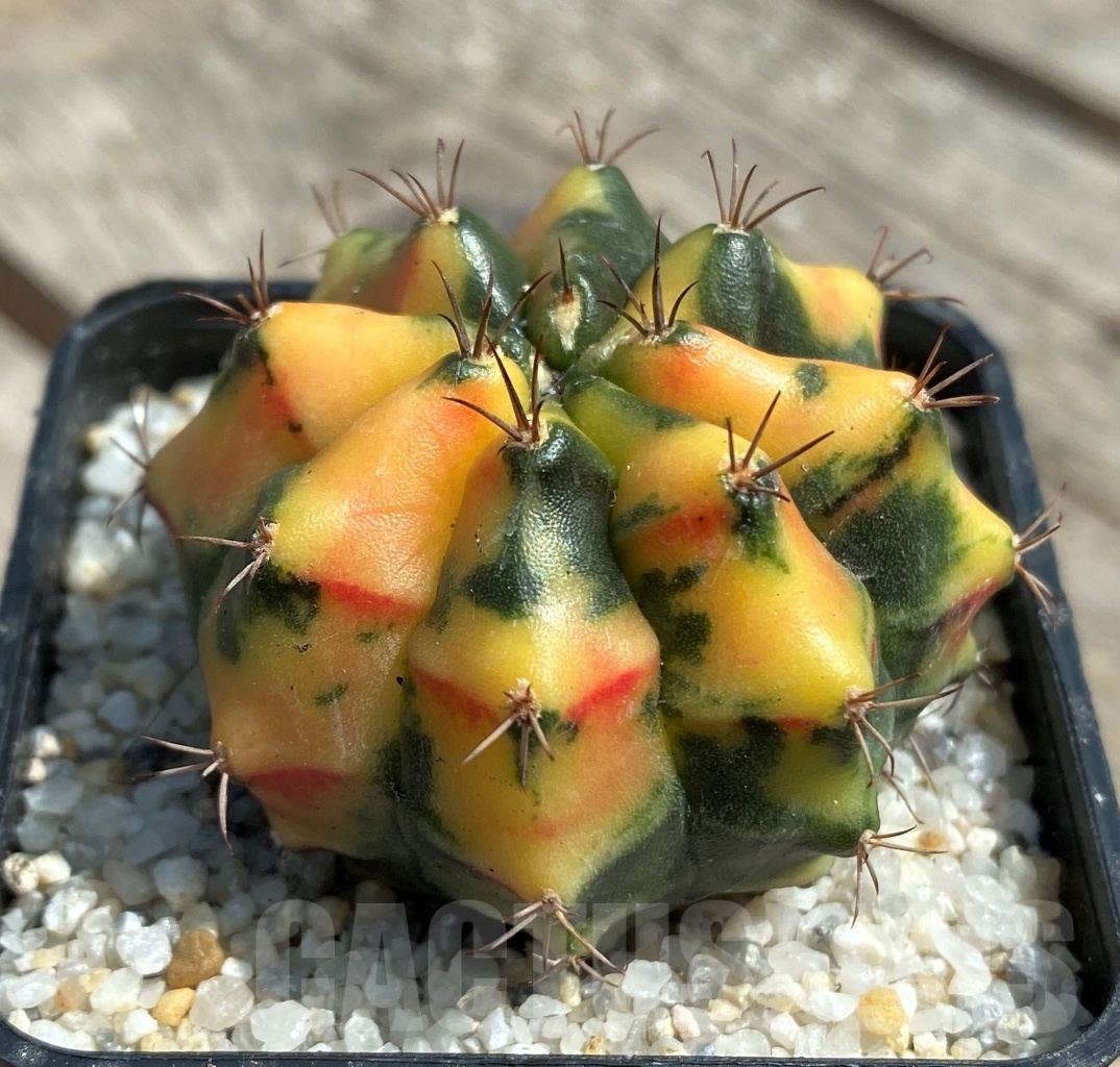 SHPR11253 Gymnocalycium mihanovichii f. variegata - Image 2