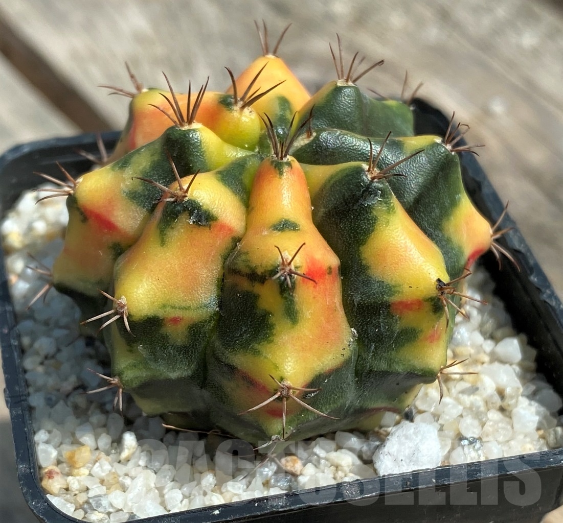 SHPR11253 Gymnocalycium mihanovichii f. variegata