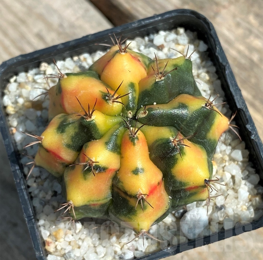 SHPR11253 Gymnocalycium mihanovichii f. variegata - Image 3