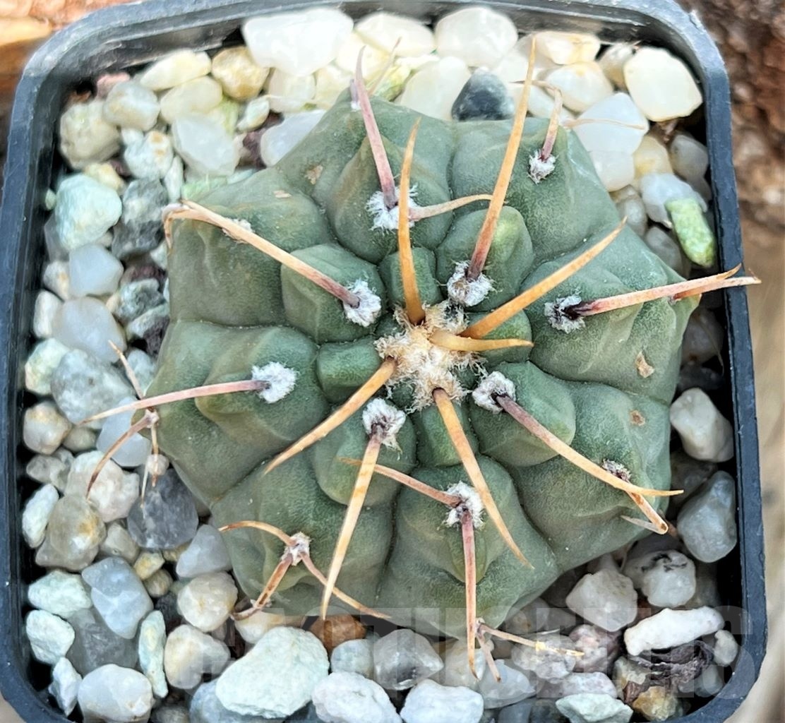 SHPR11639 Gymnocalycium vatteri - Image 3
