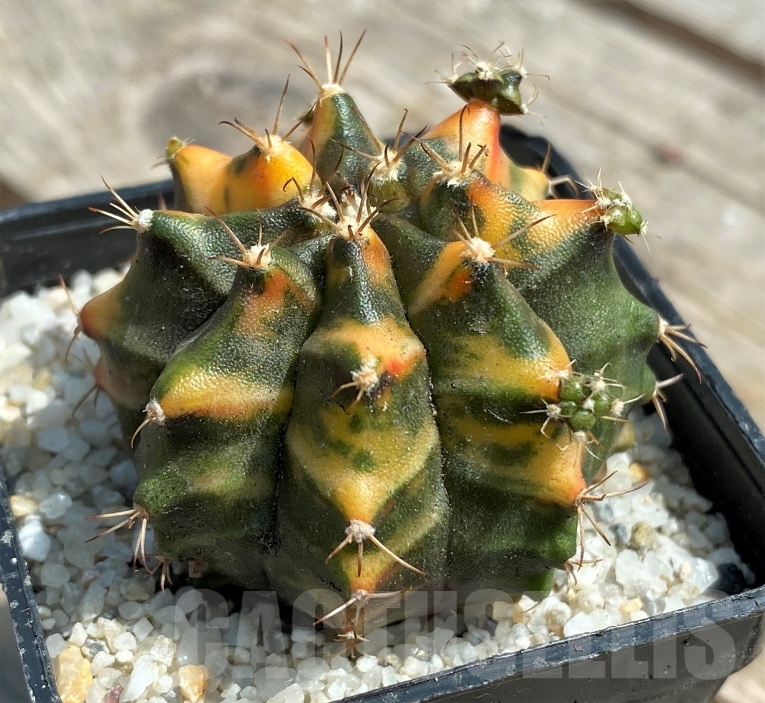 SHPR11254 Gymnocalycium mihanovichii f. variegata - Image 2