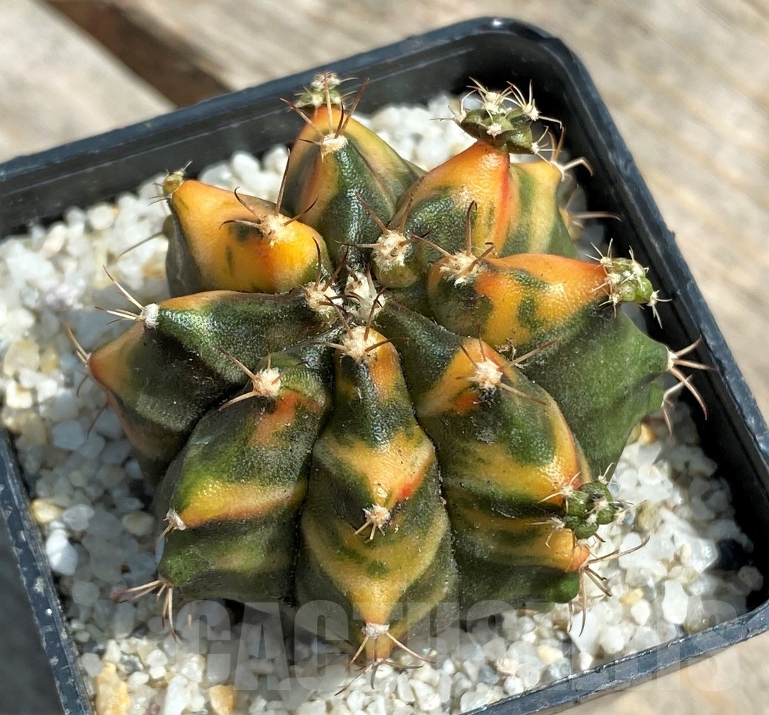 SHPR11254 Gymnocalycium mihanovichii f. variegata