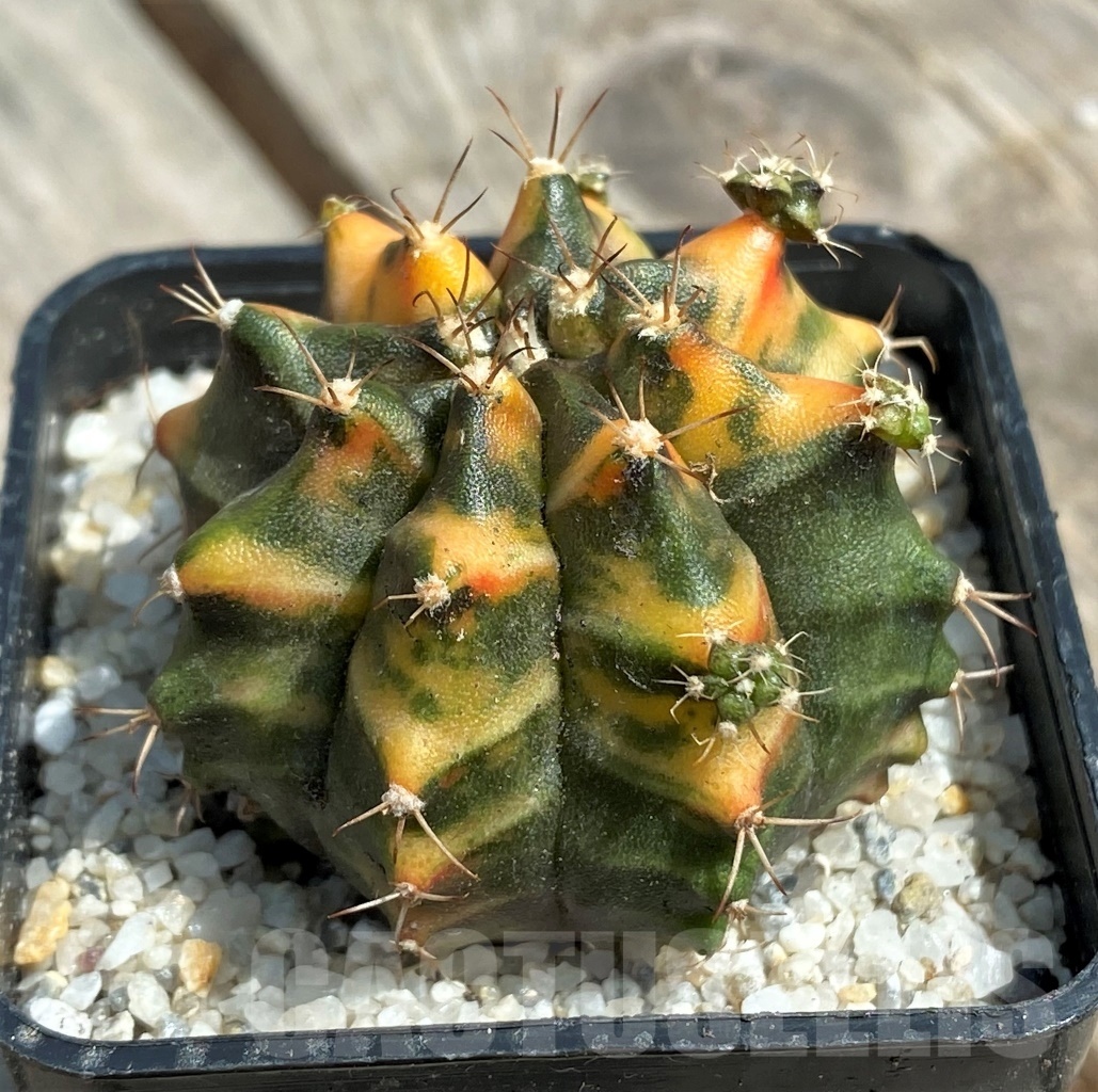 SHPR11254 Gymnocalycium mihanovichii f. variegata - Image 3