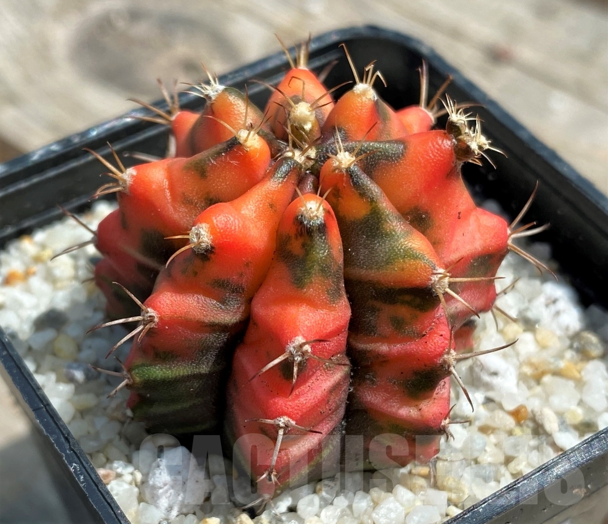 SHPR11256 Gymnocalycium mihanovichii f. variegata - immagine 2