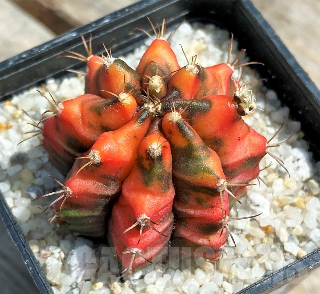 SHPR11256 Gymnocalycium mihanovichii f. variegata