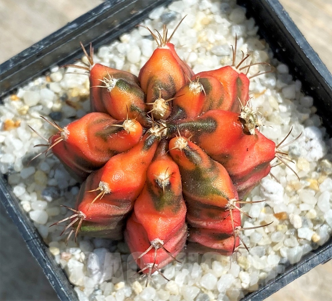 SHPR11256 Gymnocalycium mihanovichii f. variegata - immagine 3
