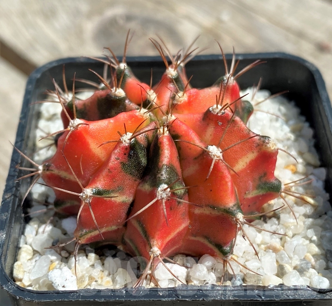 SHPR11257 Gymnocalycium mihanovichii f. variegata - Image 2