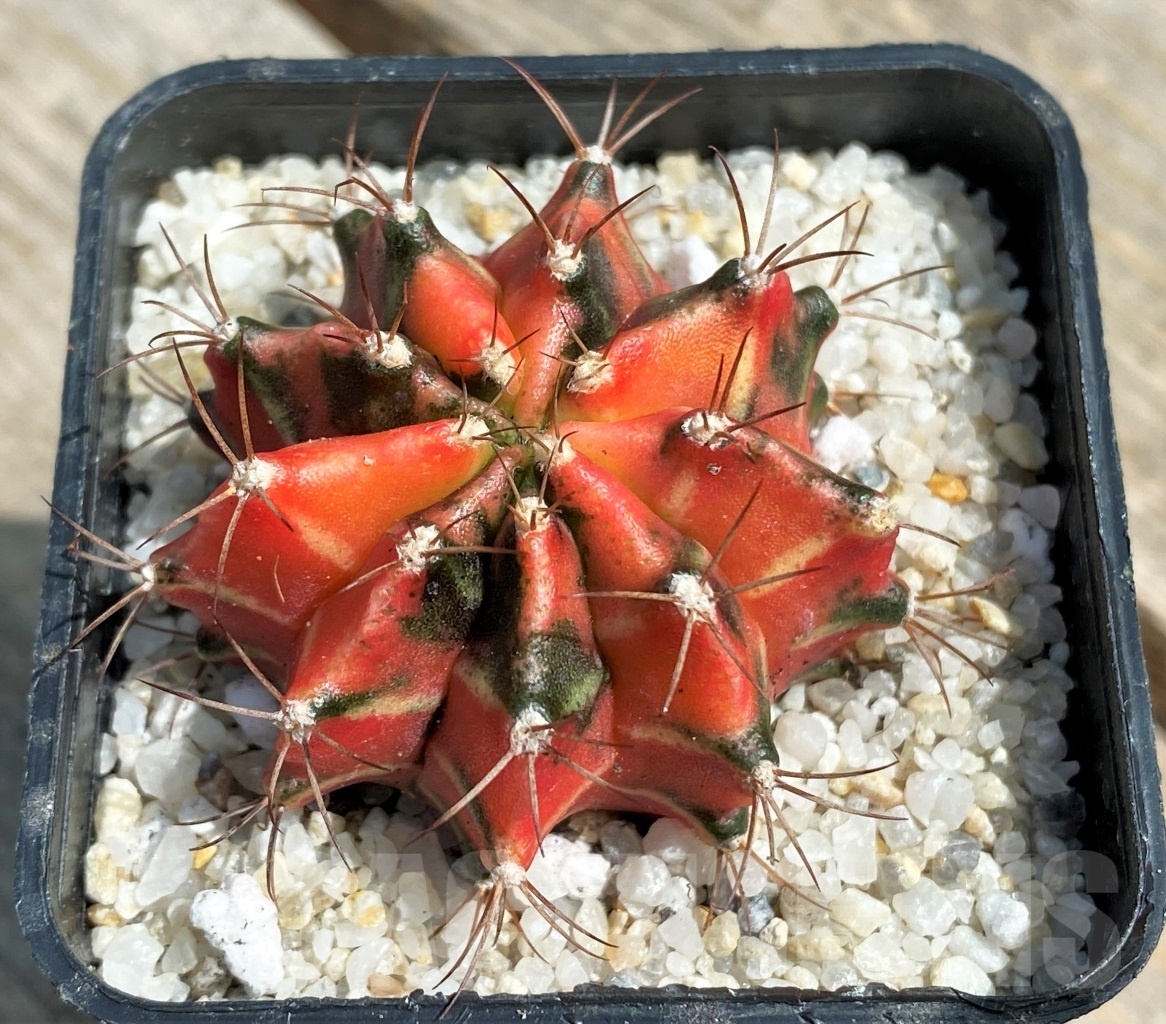 SHPR11257 Gymnocalycium mihanovichii f. variegata