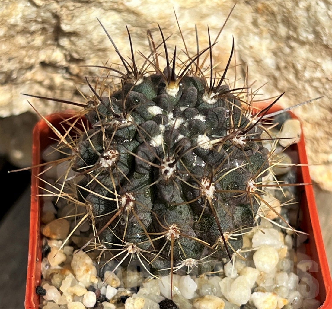 SHPR11640 Neoporteria intermedia