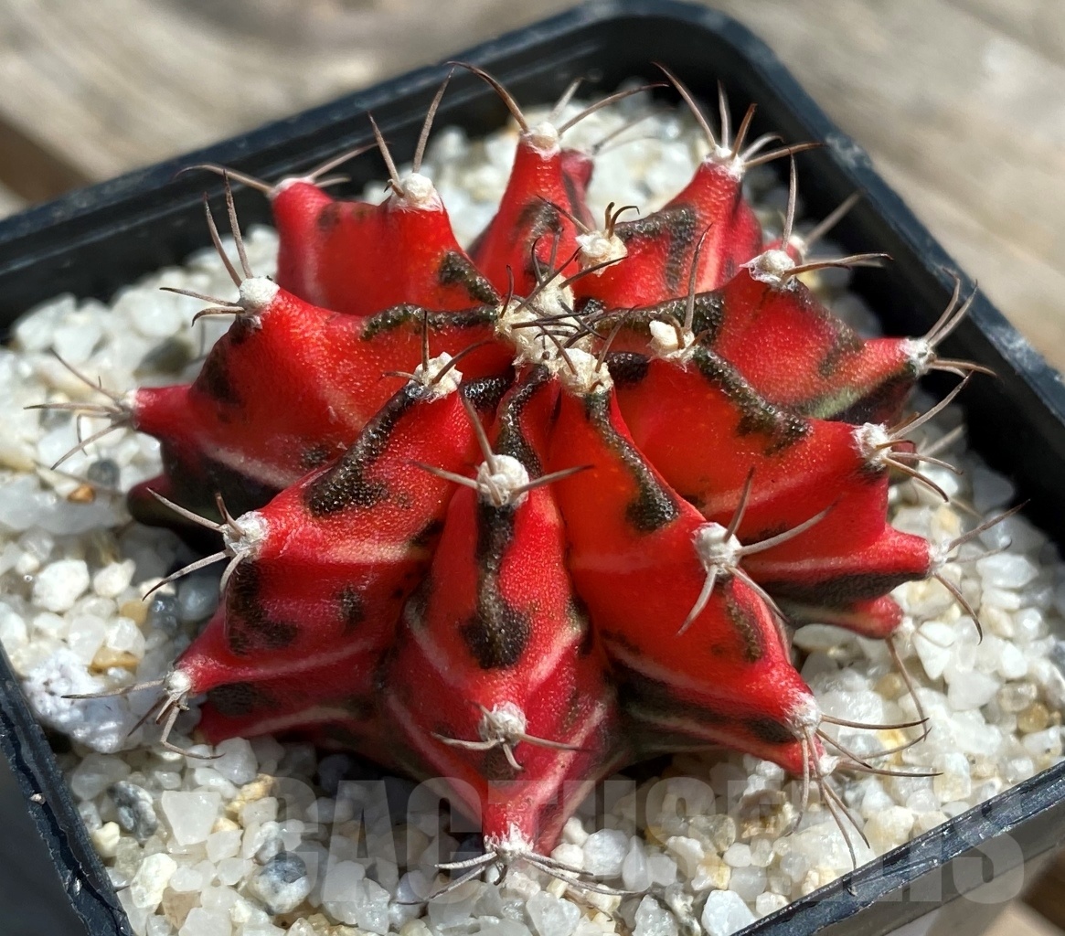 SHPR11258 Gymnocalycium mihanovichii 'T-Rex', variegata