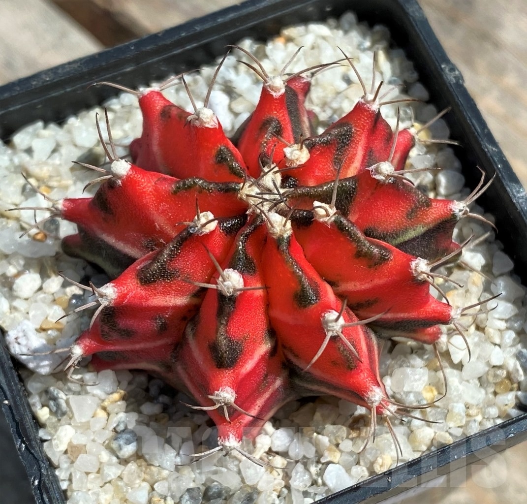 SHPR11258 Gymnocalycium mihanovichii 'T-Rex', variegata - Image 2