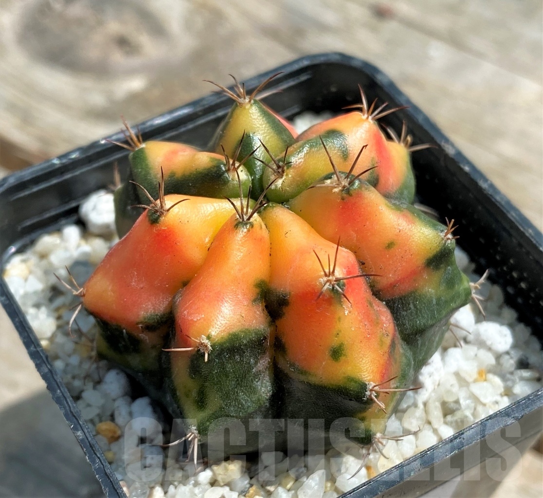 SHPR11259 Gymnocalycium mihanovichii f. variegata - Image 2
