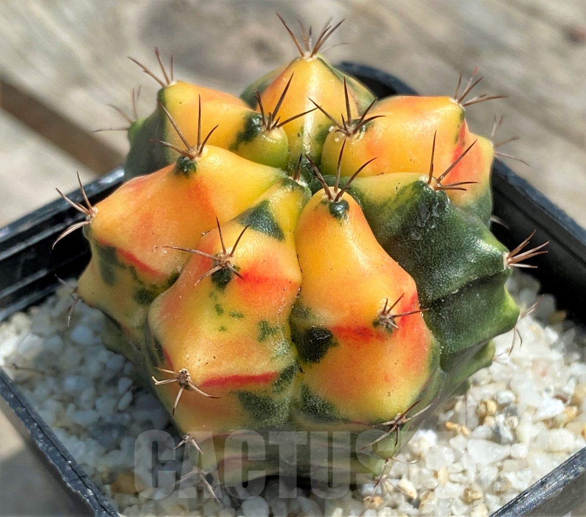 SHPR11260 Gymnocalycium mihanovichii f. variegata - 画像 (2)