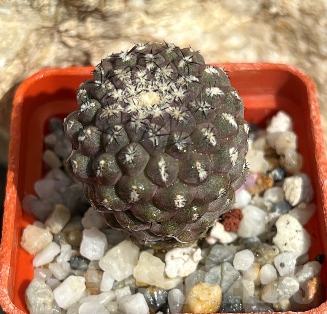 SHPR11641 Thelocephala napina