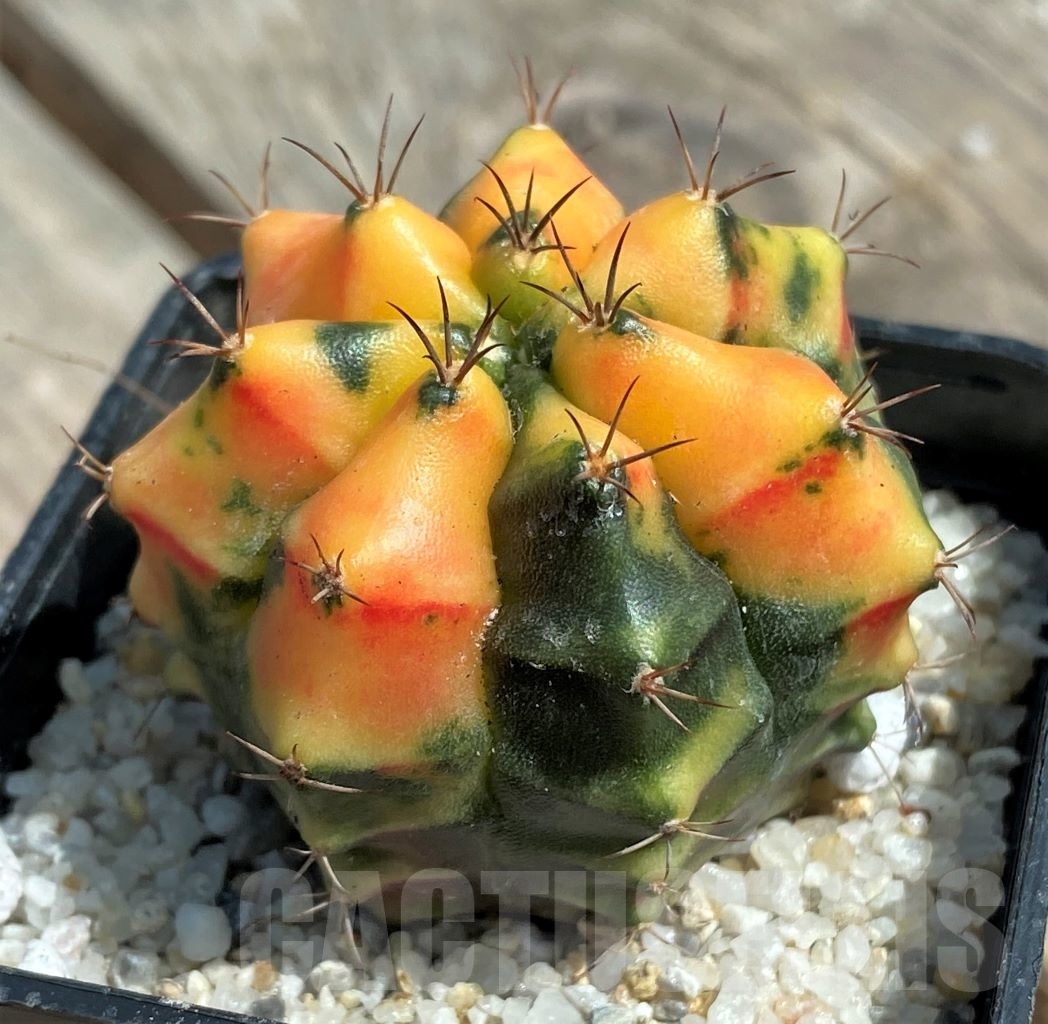 SHPR11260 Gymnocalycium mihanovichii f. variegata - 画像 (3)