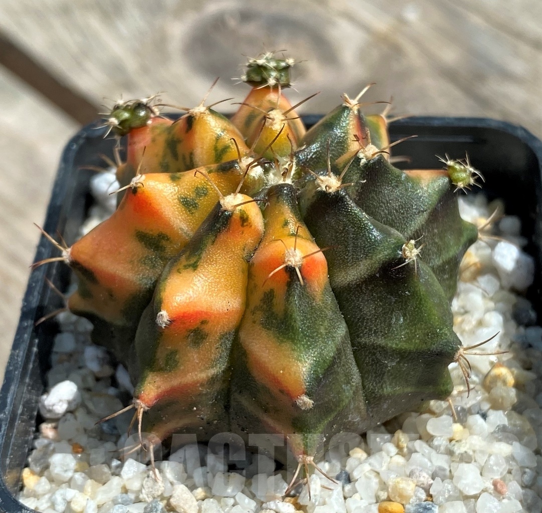 SHPR11261 Gymnocalycium mihanovichii f. variegata - 画像 (2)