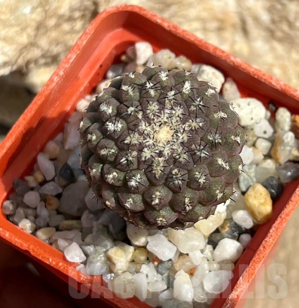 SHPR11641 Thelocephala napina - Obrázek 2