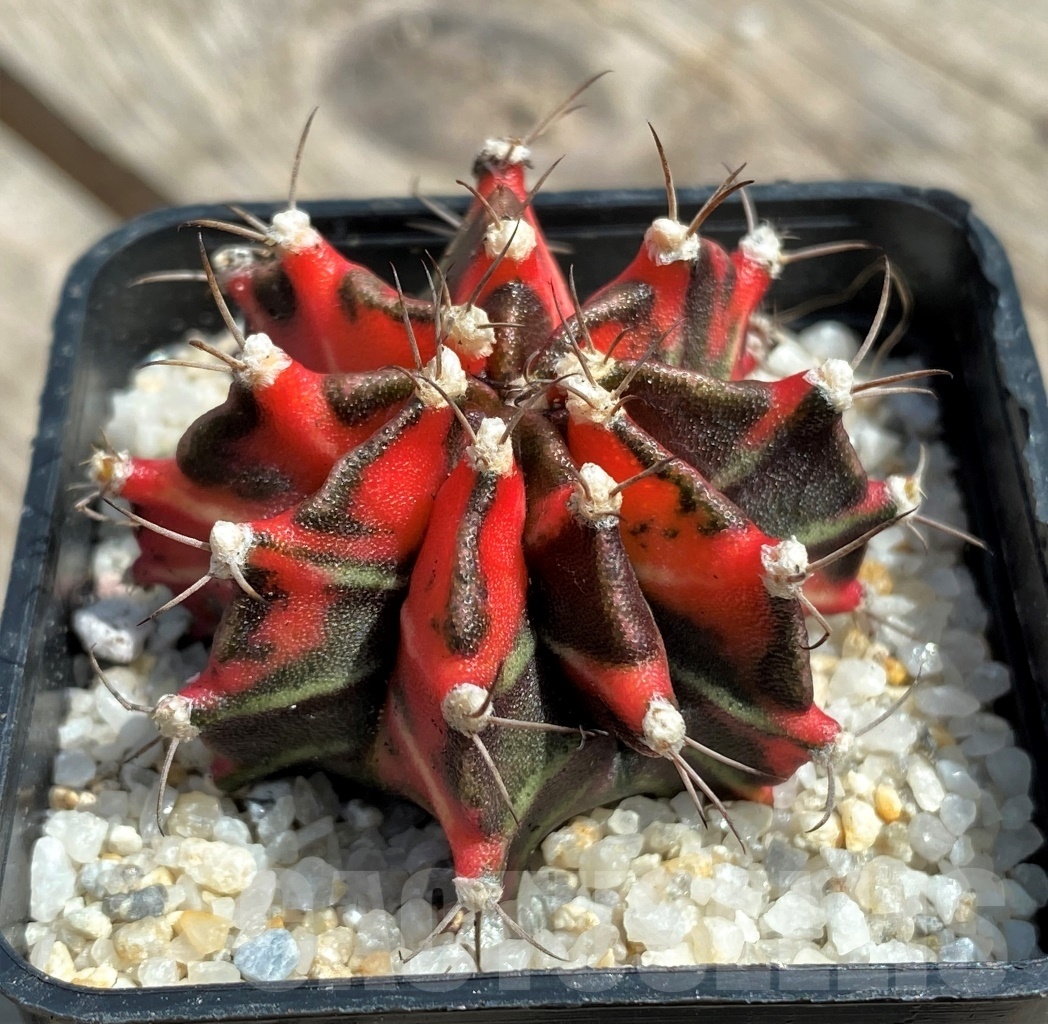 SHPR11262 Gymnocalycium mihanovichii 'T-Rex', variegata - 画像 (2)