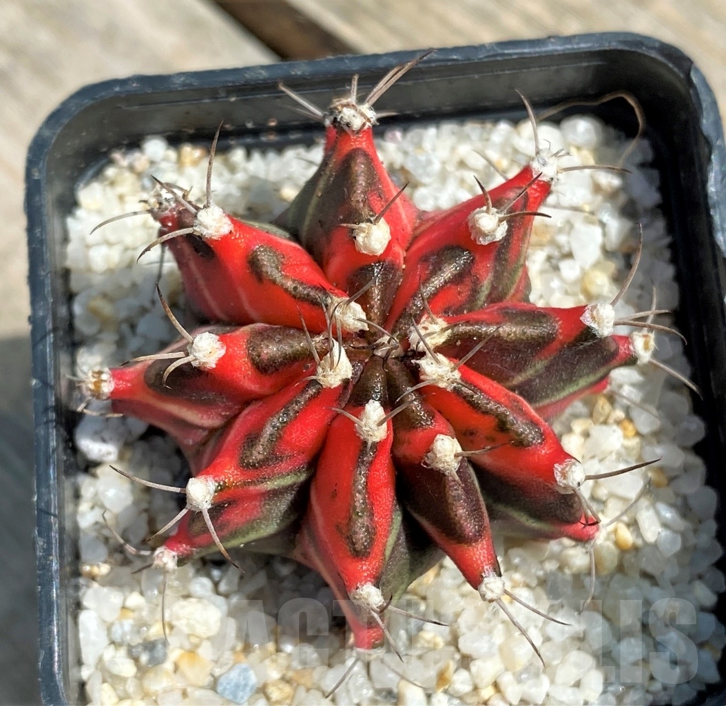 SHPR11262 Gymnocalycium mihanovichii 'T-Rex', variegata