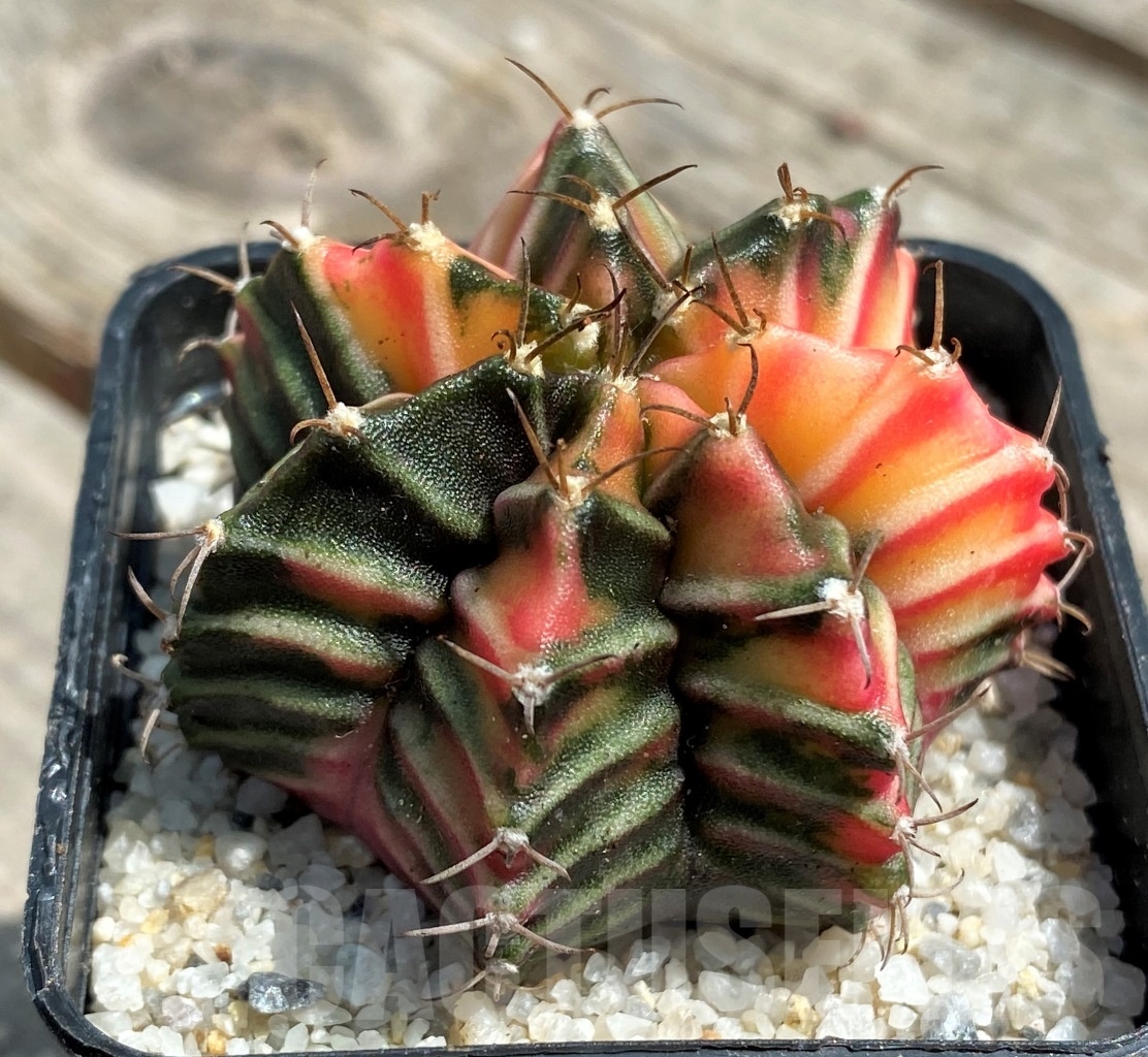SHPR11263 Gymnocalycium mihanovichii f. variegata - Image 3