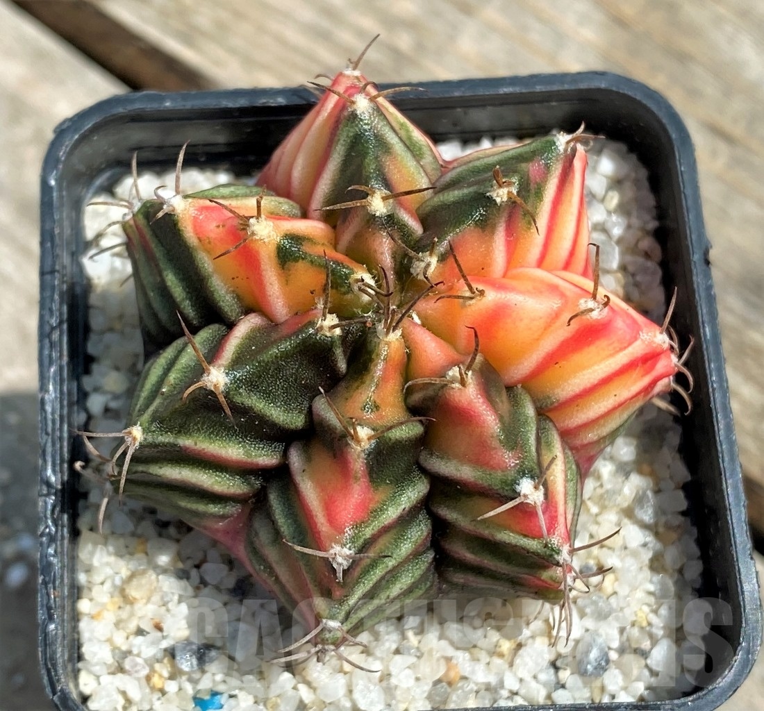 SHPR11263 Gymnocalycium mihanovichii f. variegata - Image 2