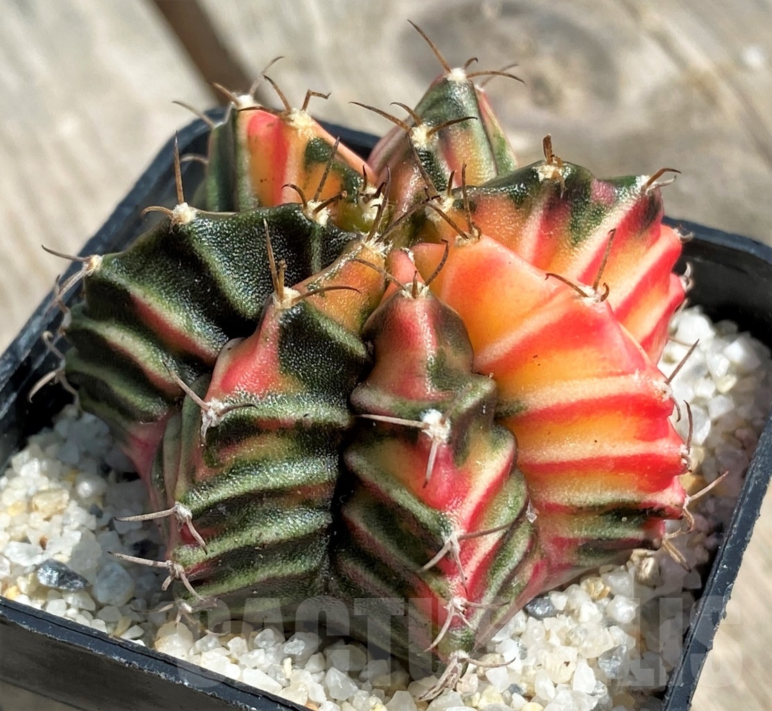 SHPR11263 Gymnocalycium mihanovichii f. variegata