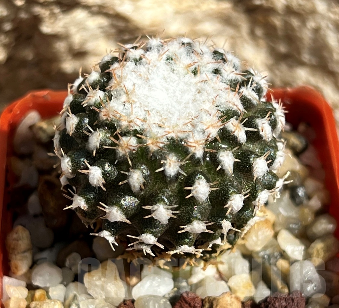 SHPR11642 Thelocephala malleolata WM 013