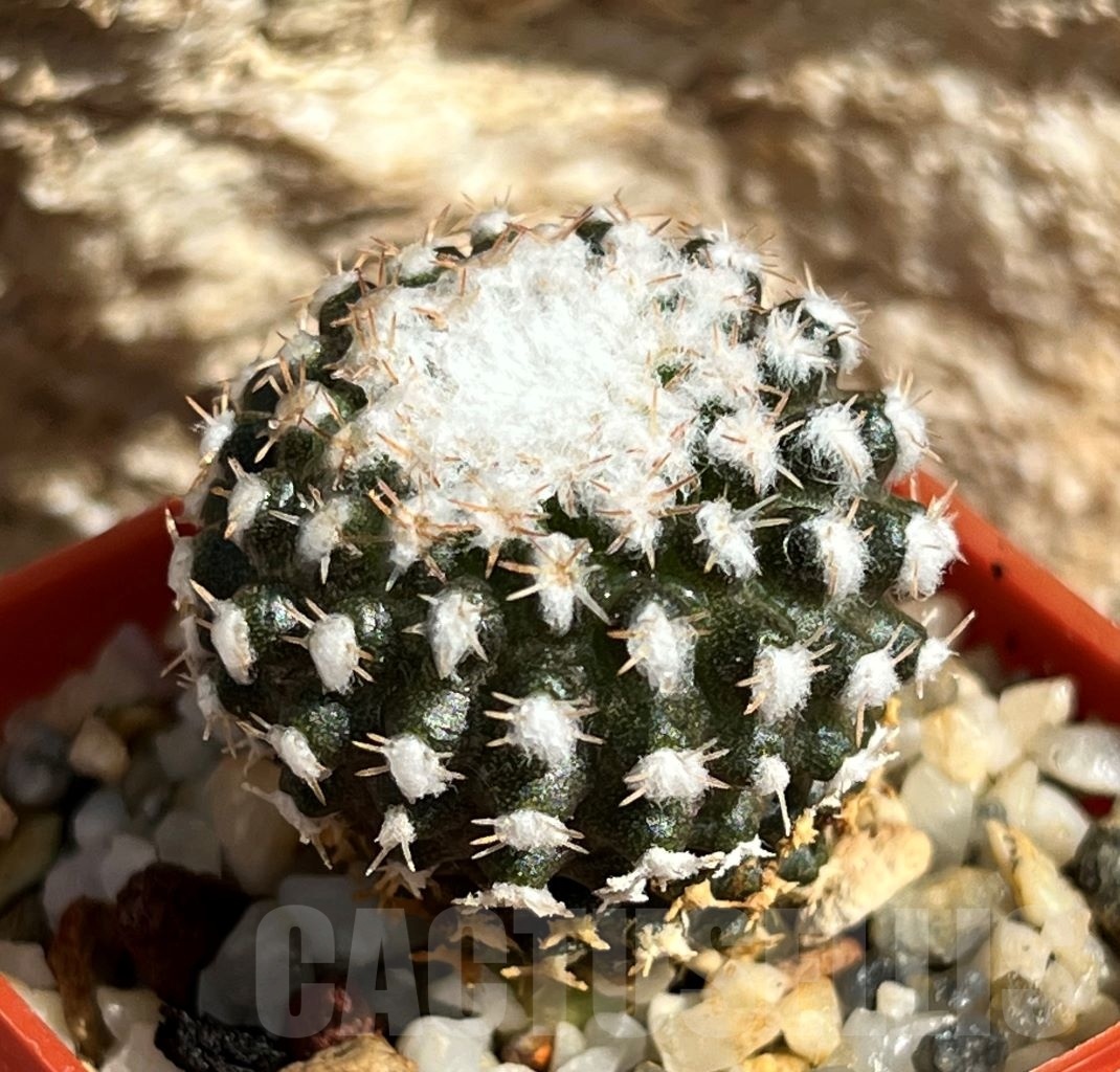 SHPR11642 Thelocephala malleolata WM 013 - Obrázek 2