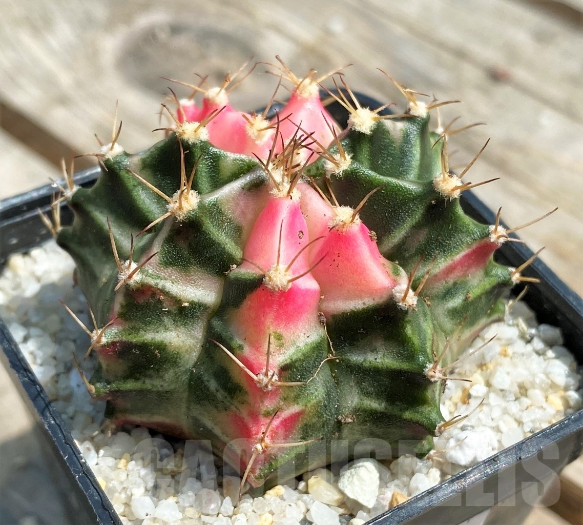 SHPR11264 Gymnocalycium mihanovichii f. variegata