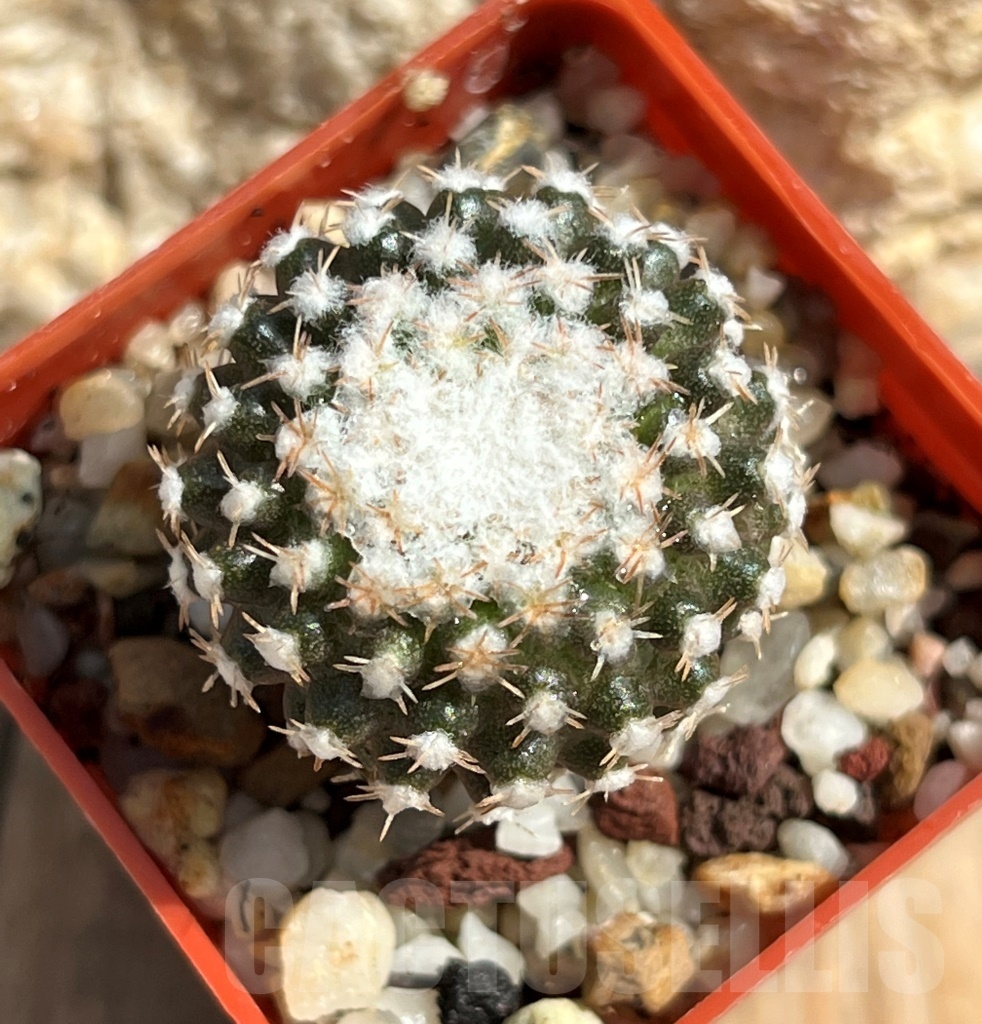 SHPR11642 Thelocephala malleolata WM 013 - Obrázek 3