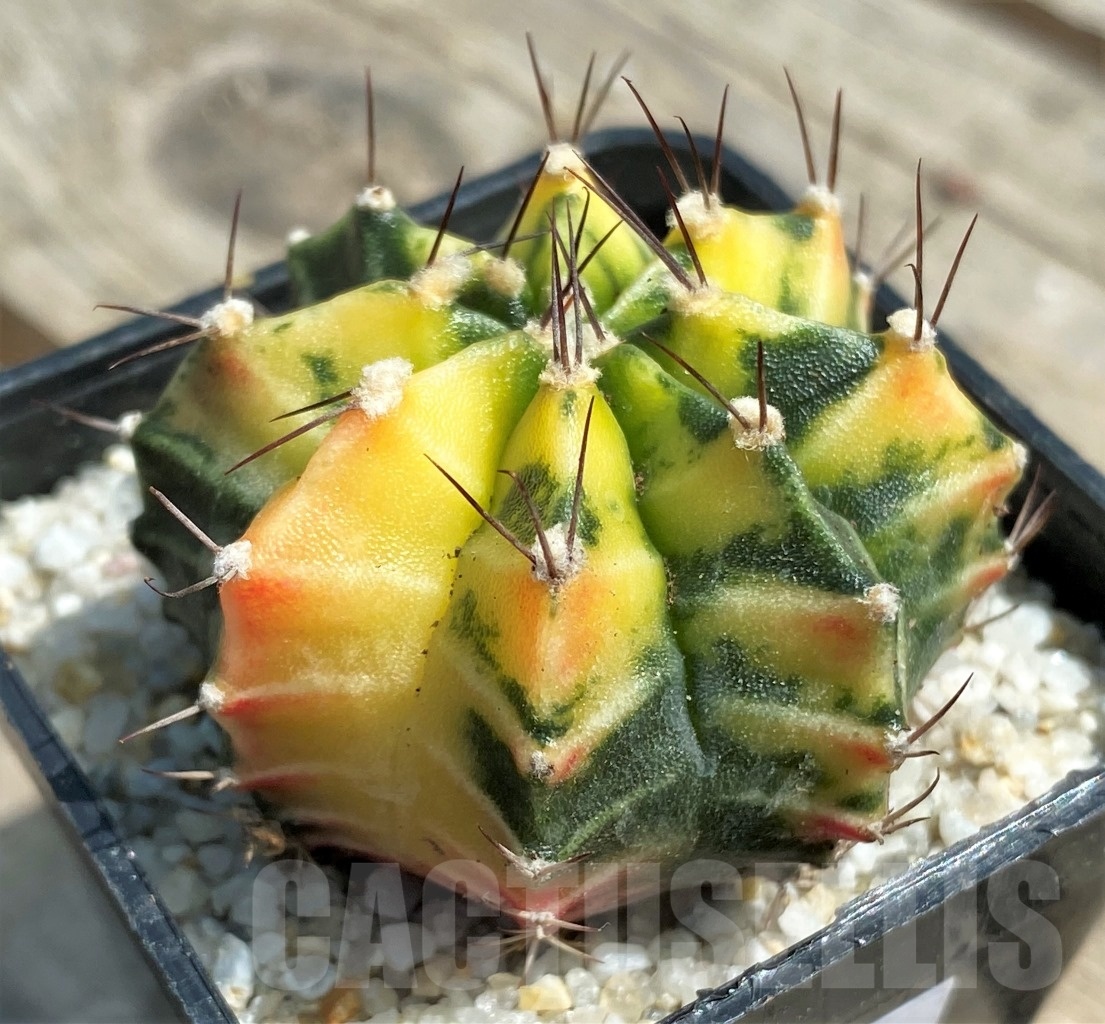 SHPR11265 Gymnocalycium mihanovichii f. variegata