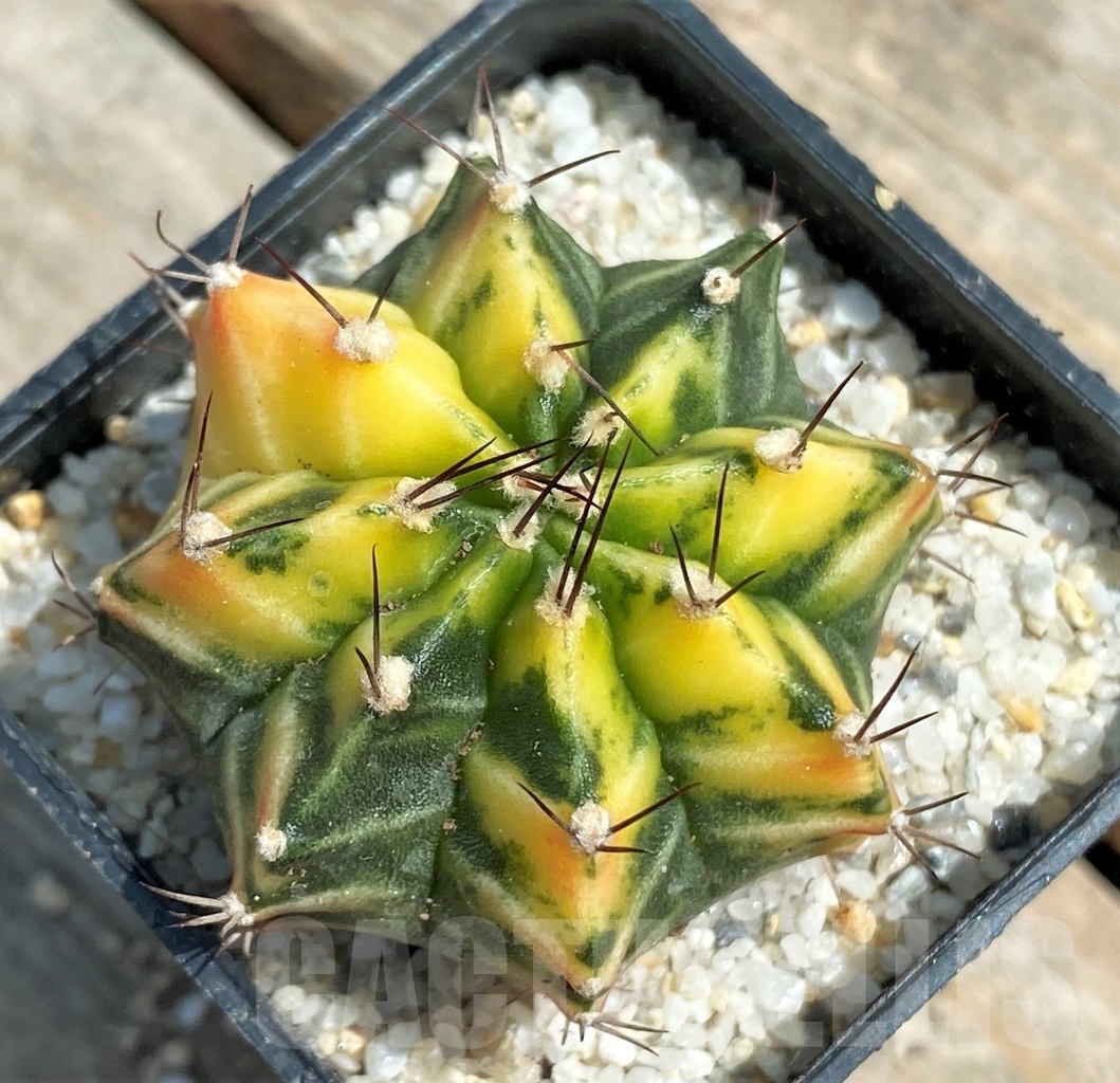 SHPR11265 Gymnocalycium mihanovichii f. variegata - Image 2
