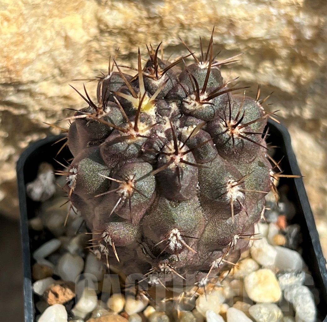 SHPR11643 Neochilenia aff. jussieui -Los Hornos- - Obrázek 2