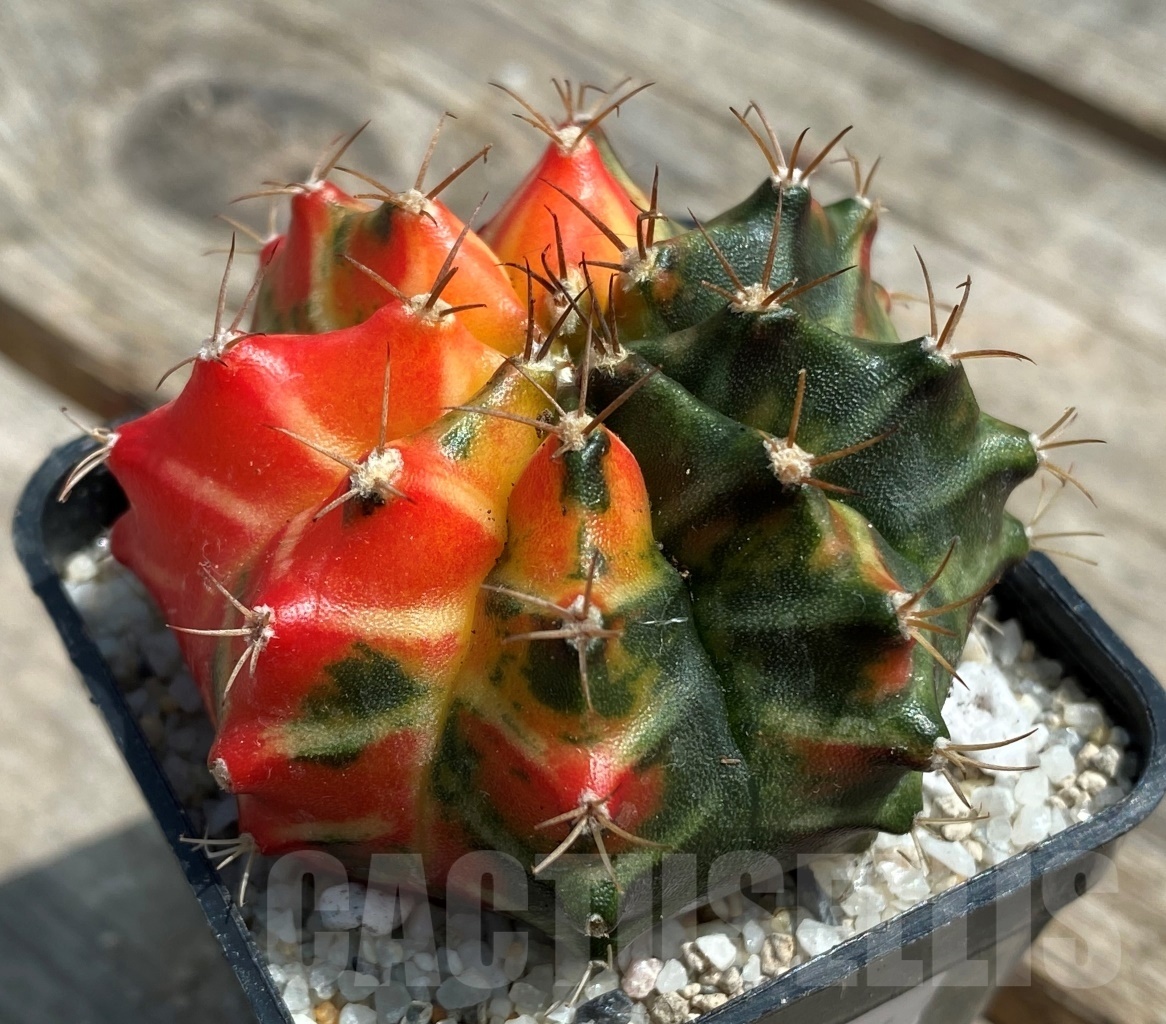 SHPR11266 Gymnocalycium mihanovichii f. variegata - Image 3