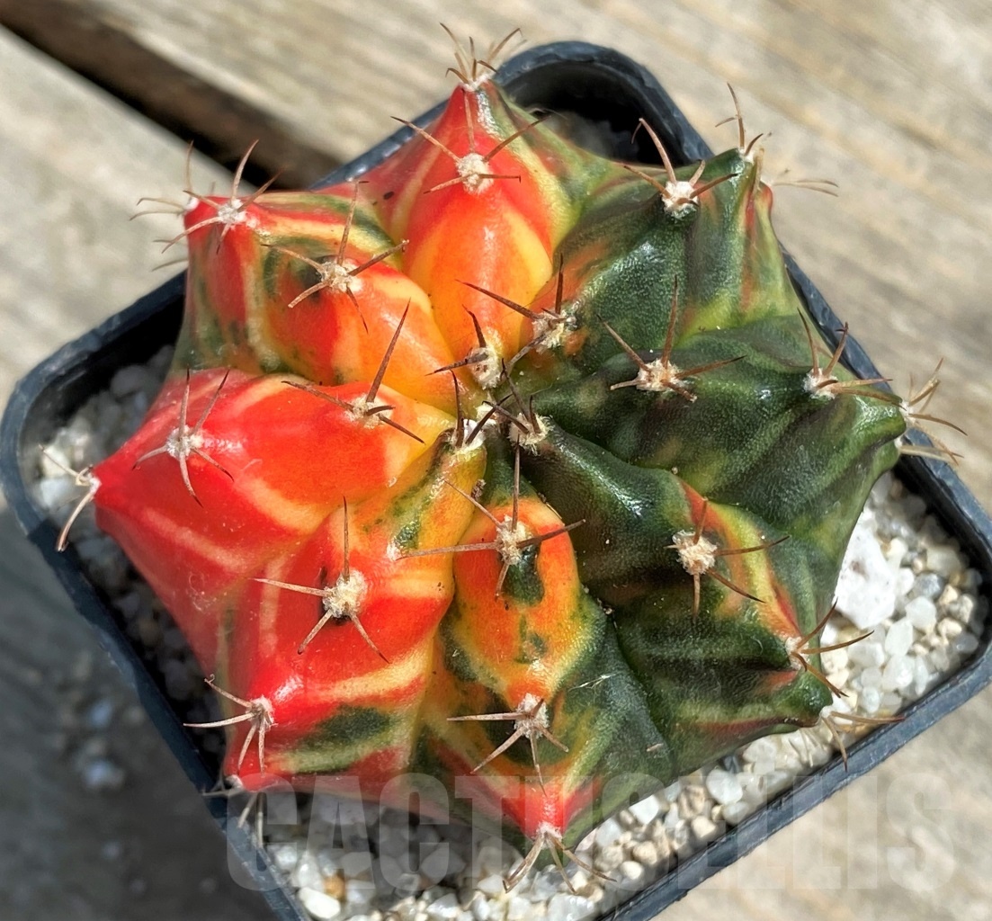 SHPR11266 Gymnocalycium mihanovichii f. variegata - Image 2