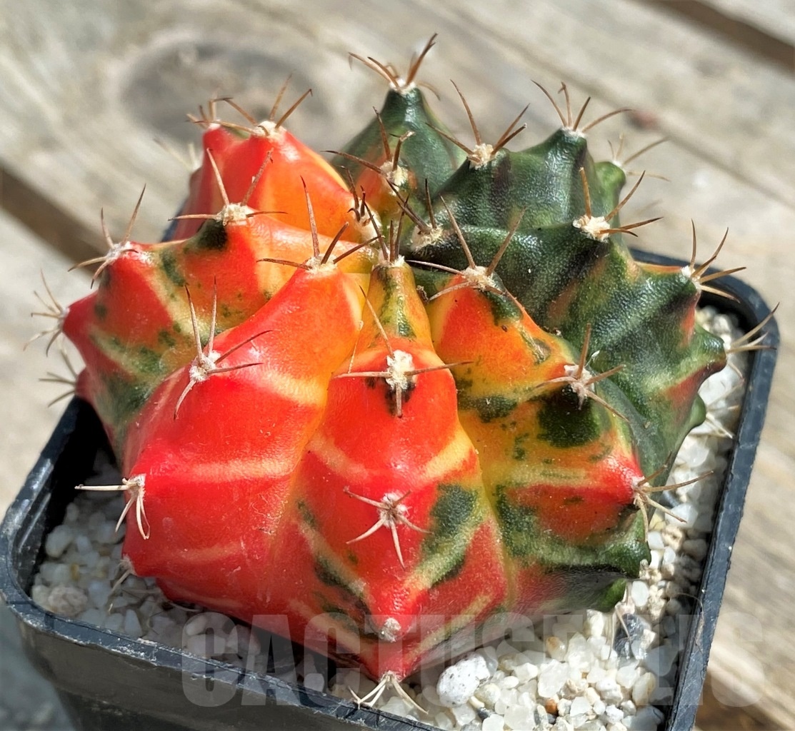 SHPR11266 Gymnocalycium mihanovichii f. variegata