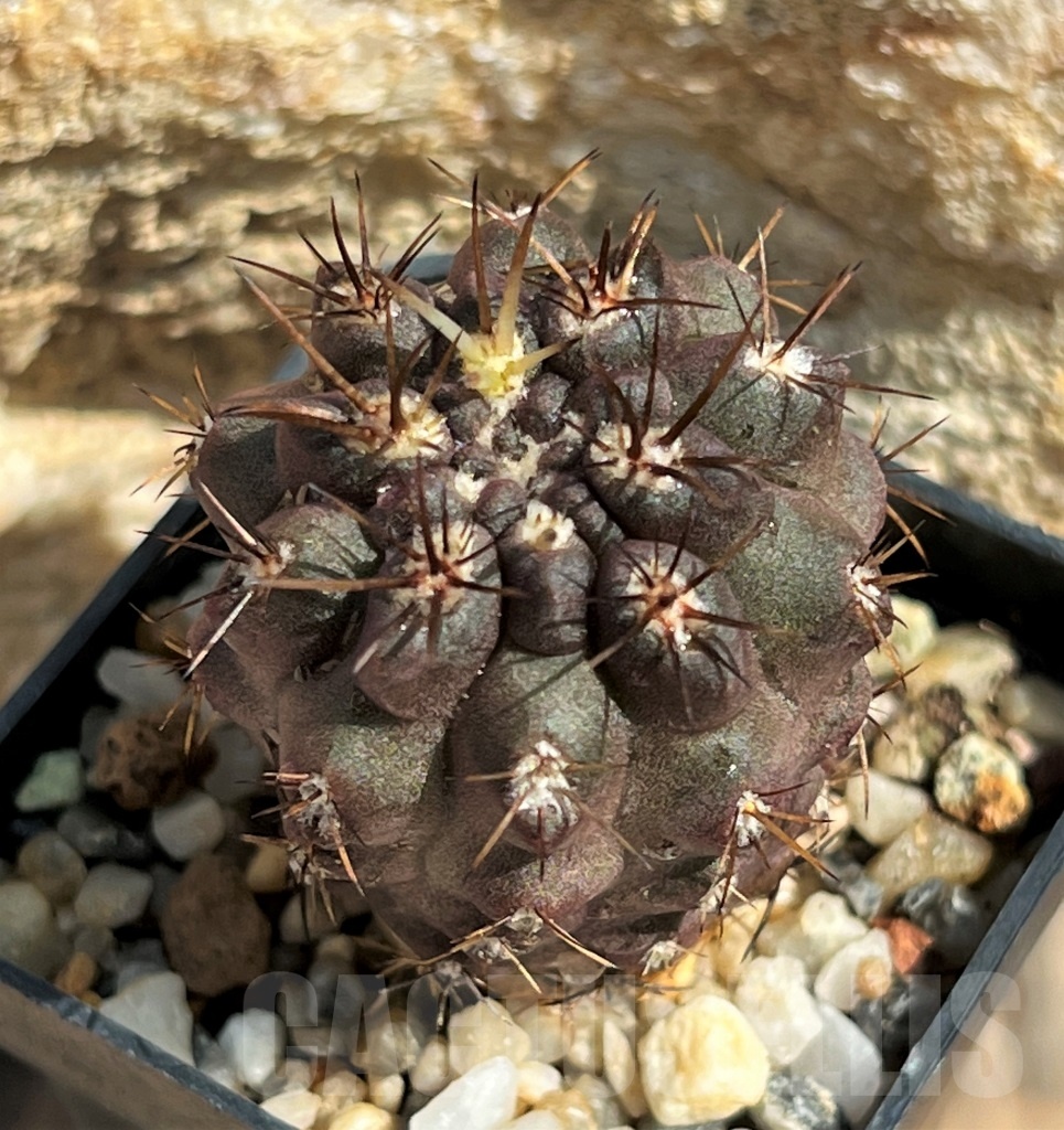 SHPR11643 Neochilenia aff. jussieui -Los Hornos- - Obrázek 3