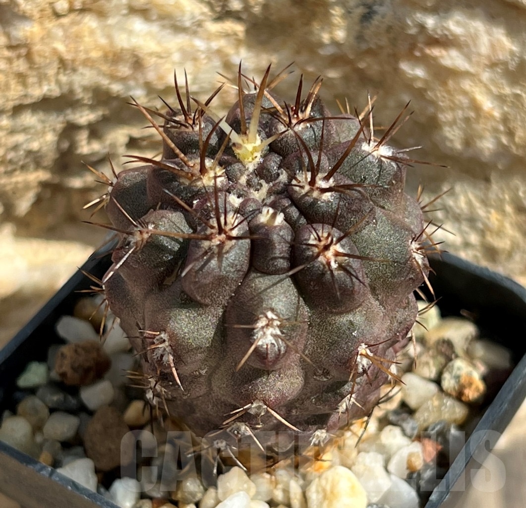 SHPR11643 Neochilenia aff. jussieui -Los Hornos-