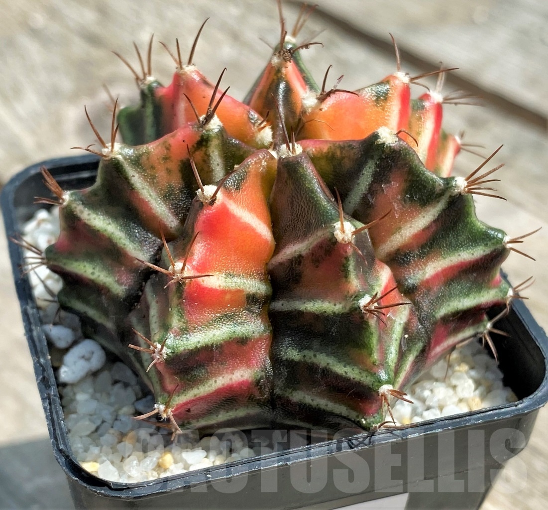 SHPR11267 Gymnocalycium mihanovichii f. variegata