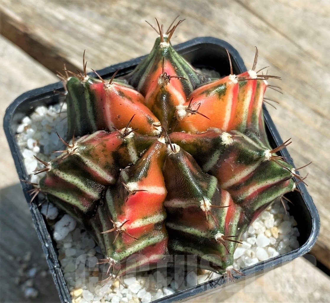 SHPR11267 Gymnocalycium mihanovichii f. variegata - Image 2