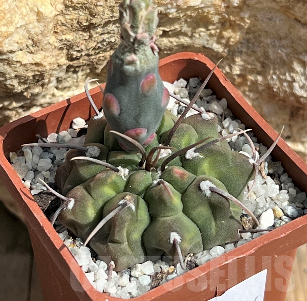 SHPR11644 Gymnocalycium vatteri
