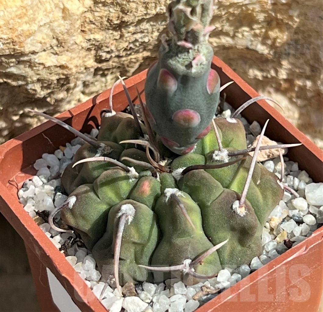 SHPR11644 Gymnocalycium vatteri - 画像 (2)