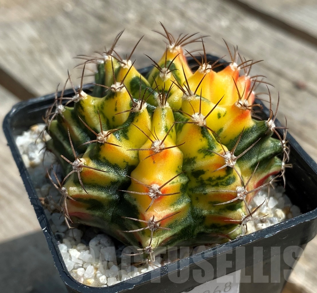 SHPR11268 Gymnocalycium mihanovichii f. variegata